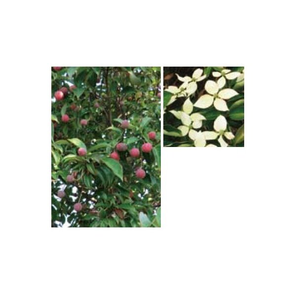 オンリーワン　植栽・美しい花　ホンコンヤマボウシ（常緑）・月光（株立）　UN6-THKY 