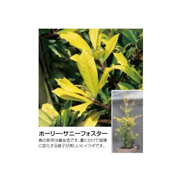 オンリーワン　植栽・美しい葉　ホーリー・サニーフォスター　UN6-THAF 