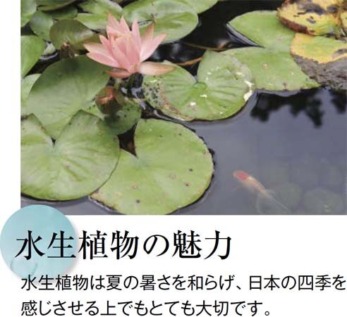 水生植物の魅力