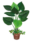 植栽