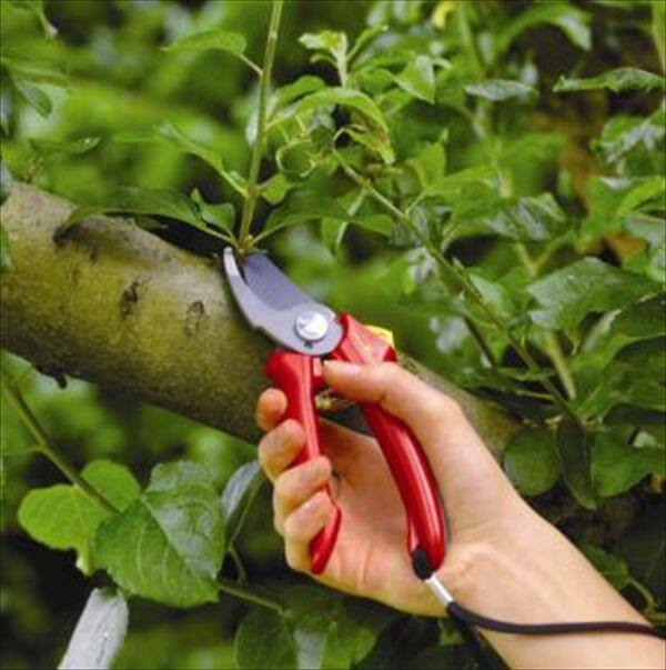 エープラス ウルフガルテン ateurs 剪定バサミ バイパス剪定バサミL RR4000 