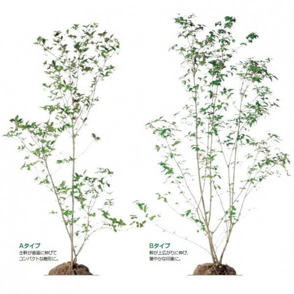 オンリーワン　植栽・樹形美　オトコヨウゾメ　KJ6-TJO 