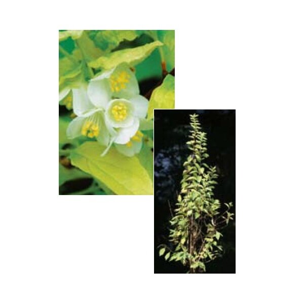 オンリーワン　植栽・美しい葉　バイカウツギ・コロナリウスオーレア　WP6-TUBU 