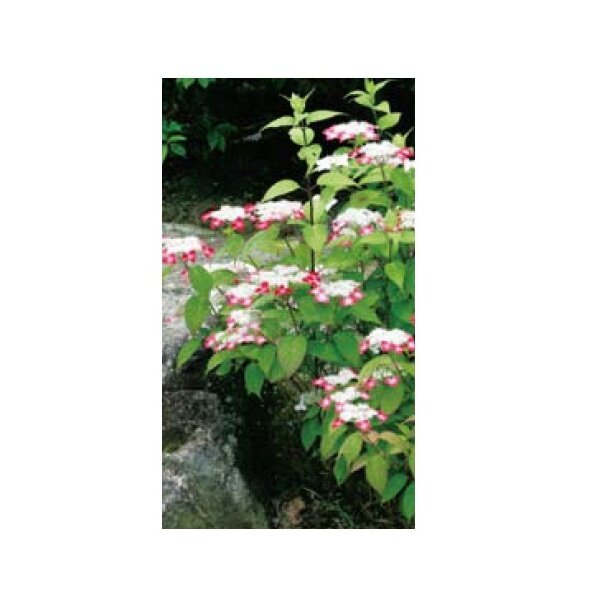 オンリーワン　植栽・美しい花　アジサイ・クレナイ(花が咲いていない状態)　WP6-TUAKU 