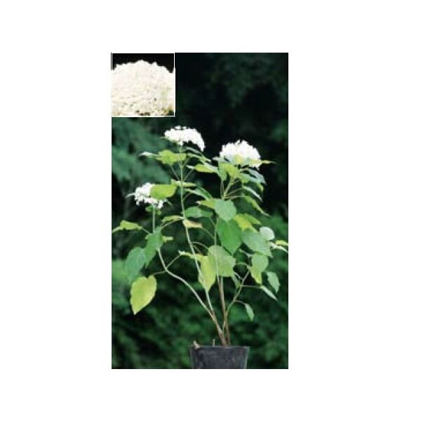 オンリーワン　植栽・美しい花　アジサイ・アナベル(花が咲いていない状態)　WP6-TUAA 