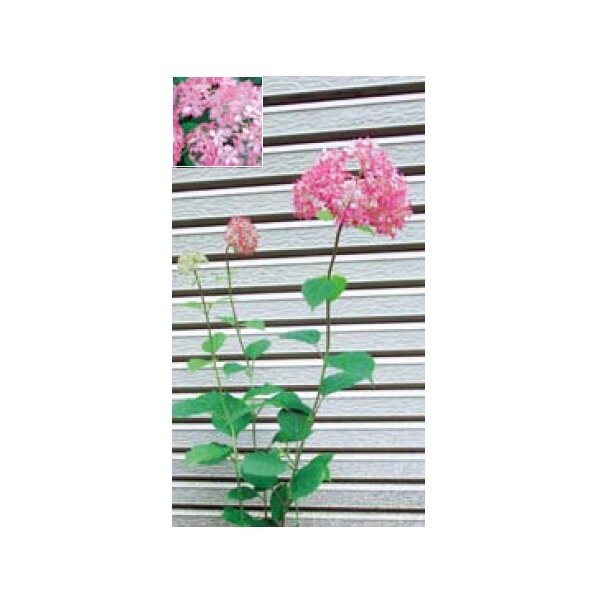 アジサイ・ピンクのアナベル(花が咲いていない状態)　オンリーワン　植栽・美しい花