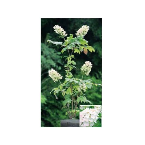 オンリーワン　植栽・美しい花　アジサイ・カシワバアジサイ(花が咲いていない状態)　WP6-TUKA 