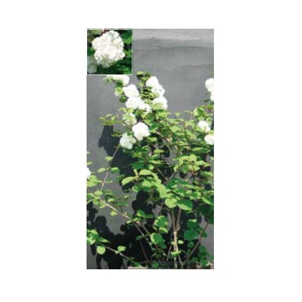 オンリーワン　植栽・美しい花　オオデマリ　UN6-TUOM 