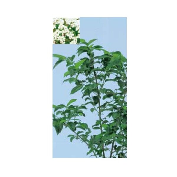 オンリーワン　植栽・美しい花　ハクサンボク　UN6-TUHB 
