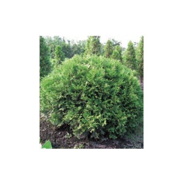 オンリーワン　植栽・個性派植物　ニオイヒバ・グリーングローブ　WP6-TKNGU 
