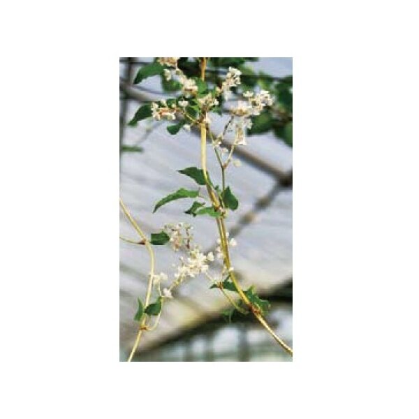 オンリーワン　長尺ツル性植物　ナツユキカズラ　ME6-TNYK 