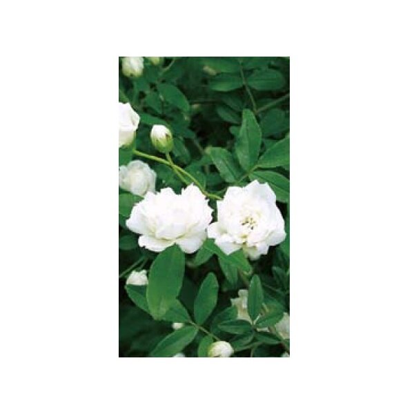 オンリーワン　長尺ツル性植物　モッコウバラ（白）　WP6-TMKBS 