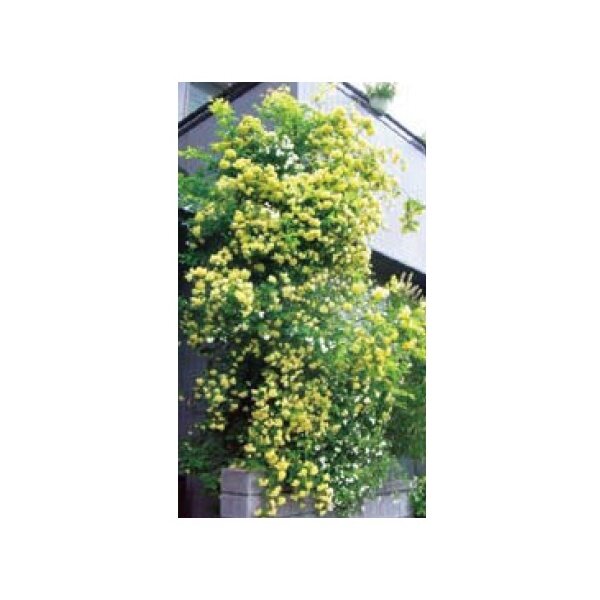 オンリーワン　長尺ツル性植物　モッコウバラ（黄）　WP6-TMKBK 