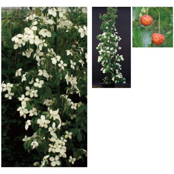 オンリーワン　植栽・美しい花　ホンコンヤマボウシ（常緑）　KJ6-THKY 
