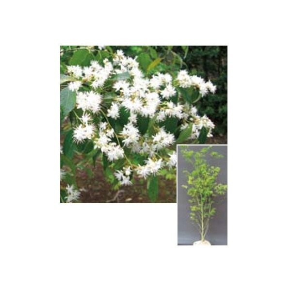 オンリーワン　植栽・美しい花　ハイノキ　KJ6-THIK 