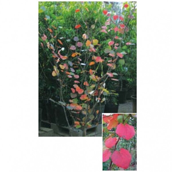 オンリーワン　植栽・美しい葉　マルバノキ　WP6-TNBK 