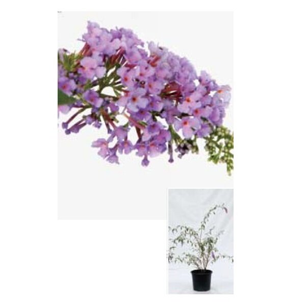 オンリーワン　植栽・美しい花　ブッドレア　UN6-TUBR 