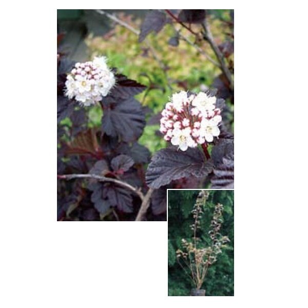 オンリーワン　植栽・美しい葉　テマリシモツケ・ディアボロ　WP6-TUTD 