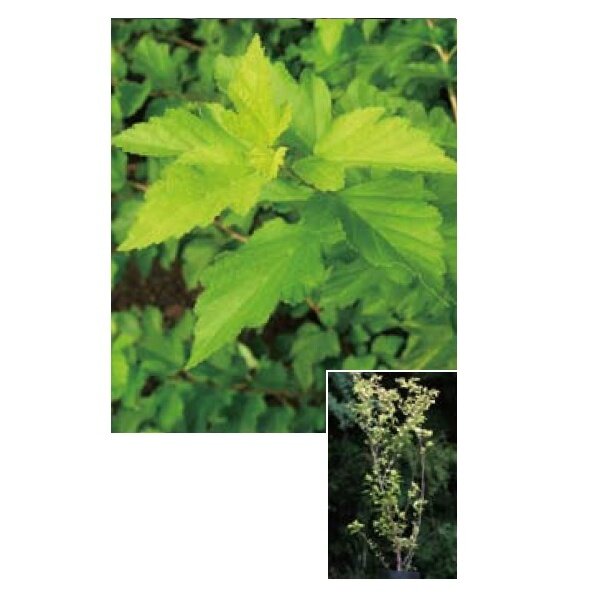 オンリーワン　植栽・美しい葉　テマリシモツケ・オウゴン　WP6-TUTO 