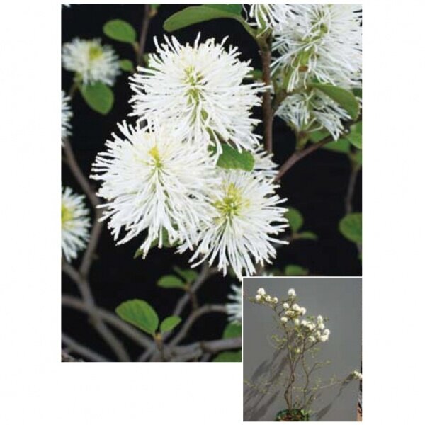 オンリーワン　植栽・美しい花　フォッサギラ　マヨール　KJ6-TUFS 