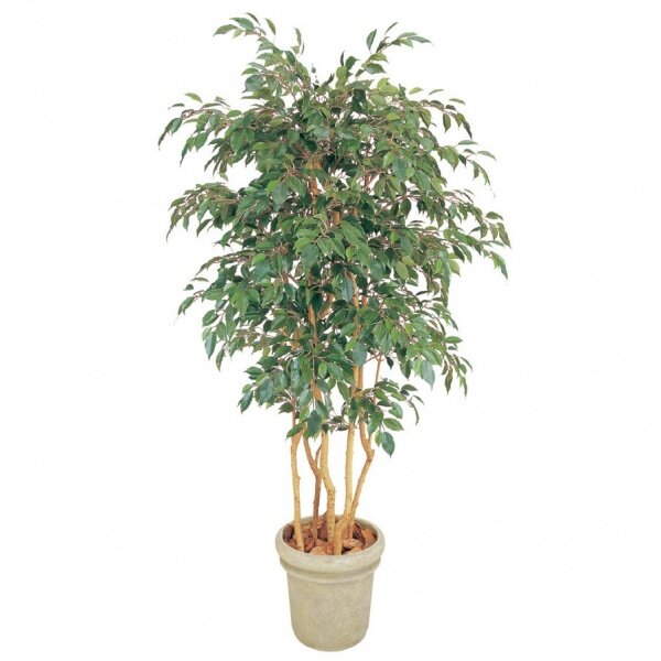 『人工植栽』　タカショー グリーンデコ鉢付　ベンジャミン　立木 5本立　1.8m　GD-142 