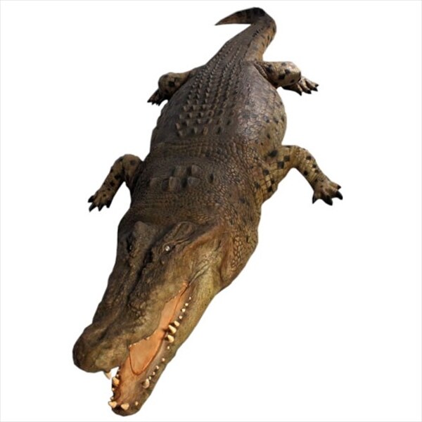 FRP クロコダイル・18ft/Crocodile 18ft fr110090 『動物園オブジェ アニマルオブジェ 店舗・ホテル向け』 