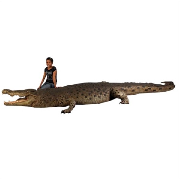 FRP クロコダイル・18ft/Crocodile 18ft fr110090 『動物園オブジェ アニマルオブジェ 店舗・ホテル向け』 