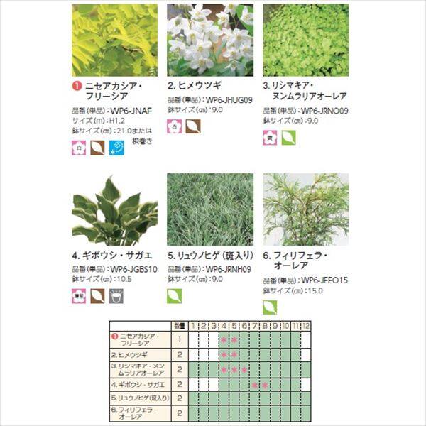 オンリーワン　彩で選ぶ　植栽セット　カラー　フリーシア　5感で選べるセット　WP6-SET03 