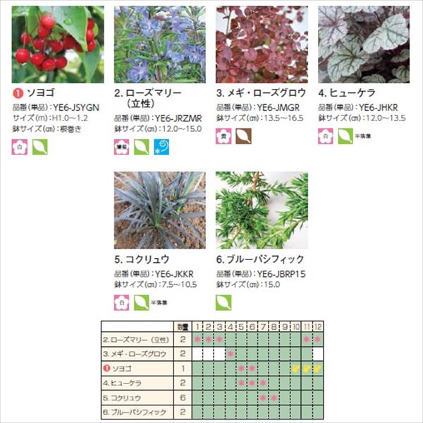 オンリーワン　彩で選ぶ　植栽セット　カラー　ソヨゴ　5感で選べるセット　YE6-SET04 