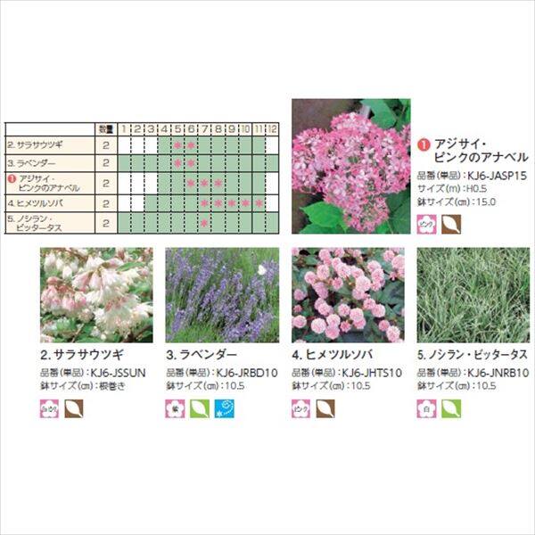 オンリーワン　彩で選ぶ　植栽セット　カラー　ピンクのアナベル　5感で選べるセット　KJ6-SET08 