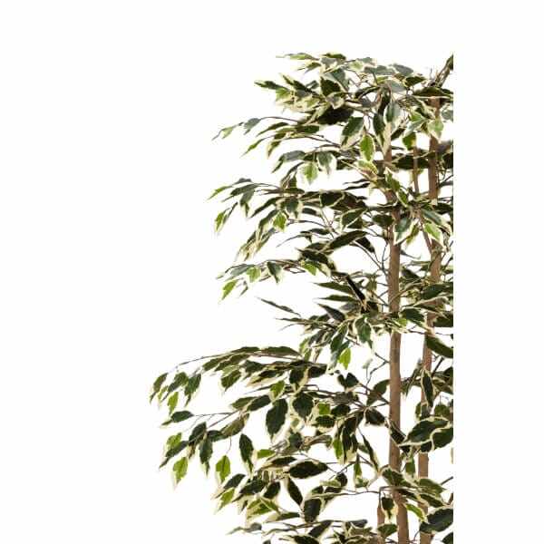 グローベン リフェイクグリーン 人工植物 樹木・屋内用 ハワイアンフィカス　H1500 専用土台付き 