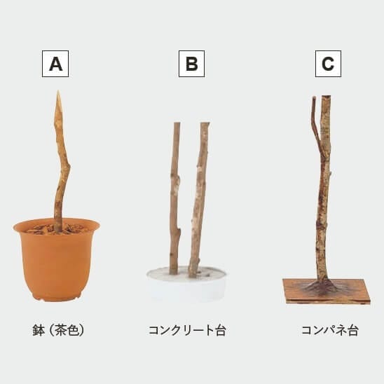グローベン リフェイクグリーン 人工植物 樹木・屋内用 白樺（1本立） H1500 専用土台付き 