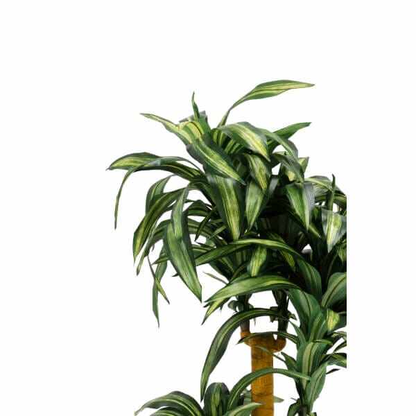 グローベン リフェイクグリーン 人工植物 樹木・屋内用 幸福の木（3本立） 専用土台付き 