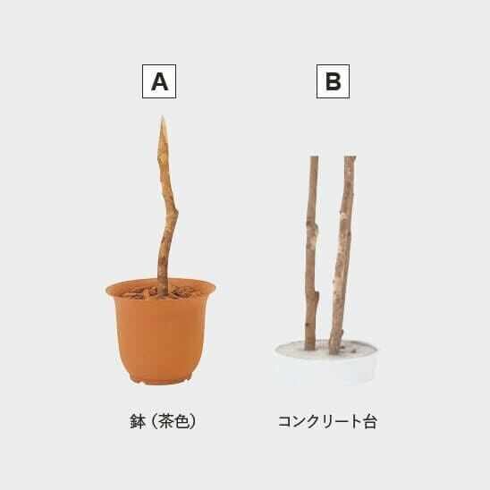 グローベン リフェイクグリーン 人工植物 樹木・屋内用 幸福の木（3本立） 専用土台付き 