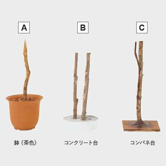 グローベン リフェイクグリーン 人工植物 竹・屋内用 青竹（3本立） H1800 専用土台付き 