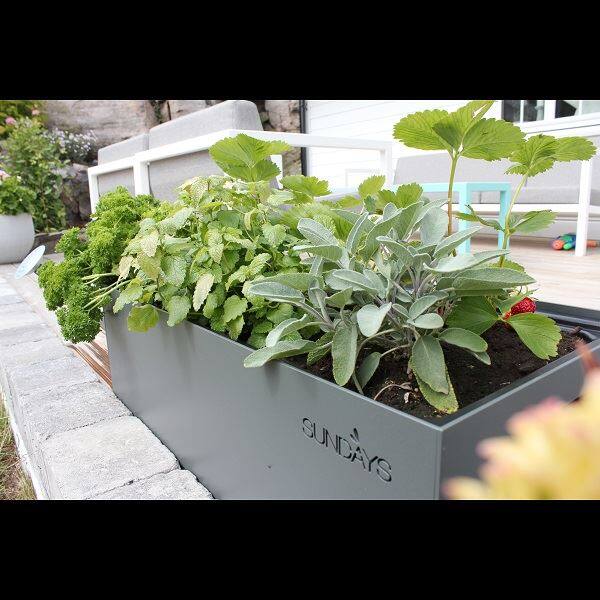 SUNDAYS フレームプランター FLAME PLANTER イエロー