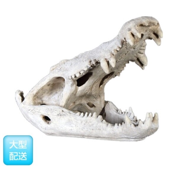 FRP ワニの頭骨 / Crocodile Skull fr1000506 『恐竜オブジェ 博物館オブジェ 店舗・イベント向け』 