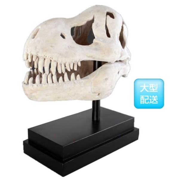 FRP T-Rexの頭骨 / T-Rex Skull on Base fr100502 『恐竜オブジェ 博物館オブジェ 店舗・イベント向け』 