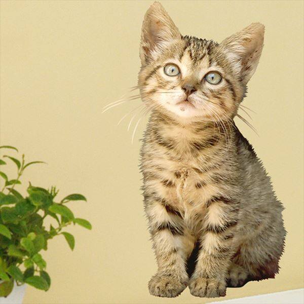 【ねこねこ】 3960 ねこ 立ち（大）黒：おもちゃ：百町森