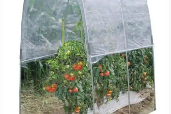 雨よけハウス