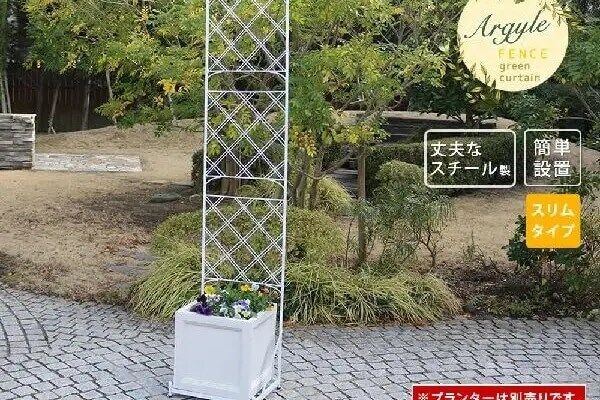 アーガイル