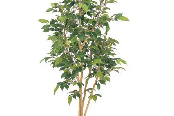 グリーンデコ和風 観葉植物